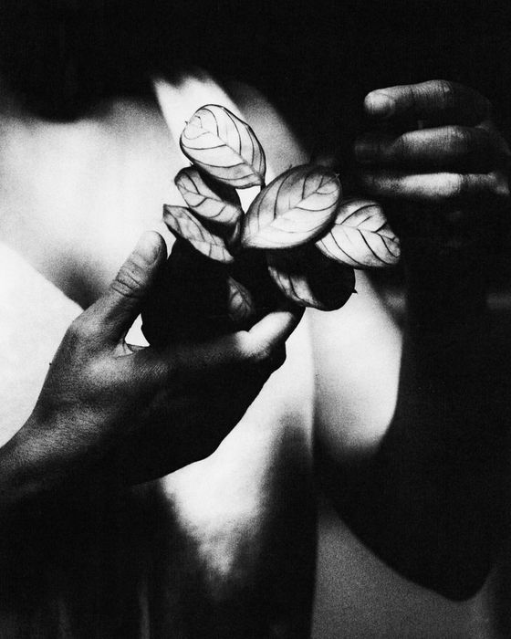 Close-up of hands shot by Alex Libotte gently holding a succulent by its roots, captured in soft natural light. A tactile portrait evoking care, growth, and the quiet intimacy between human and plant in a shared moment of connection.