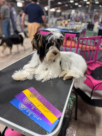 Magic Valley Kennel Club Marrietta Ohio Best of Breed Biewer Terrier
