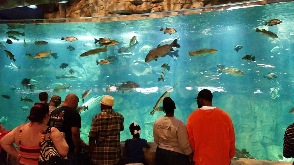 Aquarium & Fish Feeding Memphis Pyramid