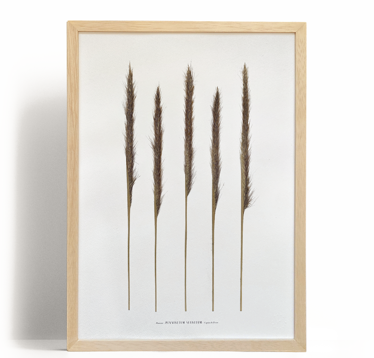 Quadro com planta seca Capim do Texas tamanho A3