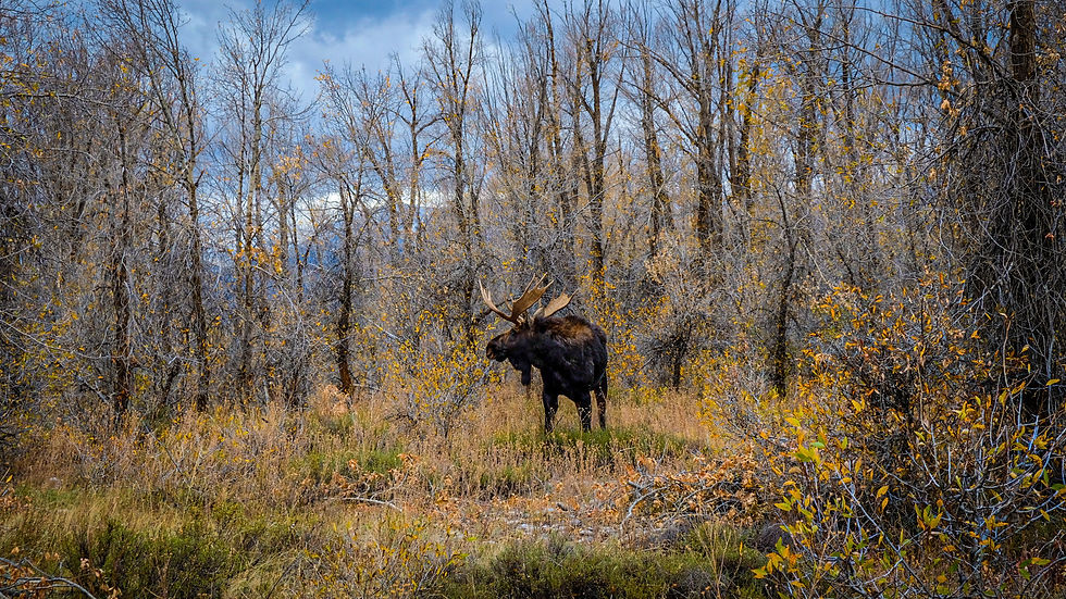 Grand Tetons National Park Wyoming moose