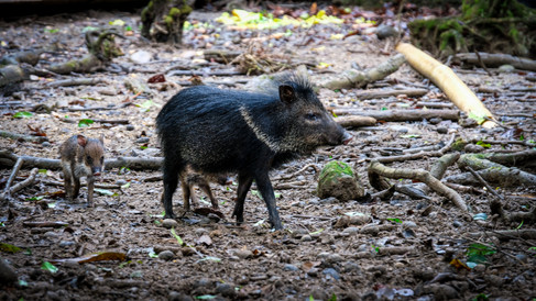 Peccaries in the Amazon Jungle, Rainforest of Ecuador near Tena Wildlife Rehabilitation Center
