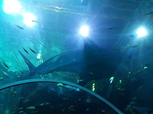 20180729_094934.jpg