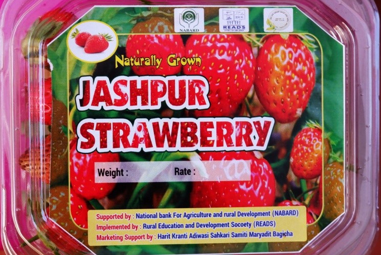 Strawberry Jashpur