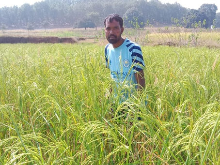 Harvesting Hope: Mukesh's Path to Prosperity through Devsara Jamhati WDF Project