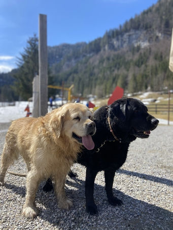 piekvier lodge dogs.jpg