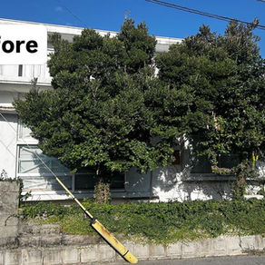 黒木の剪定・伐採｜ボリュームダウンのご依頼✂️