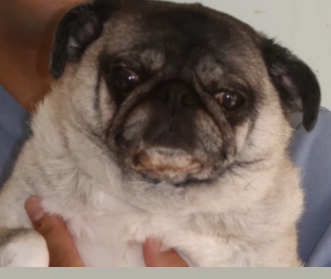 執筆者の写真: コハグラ