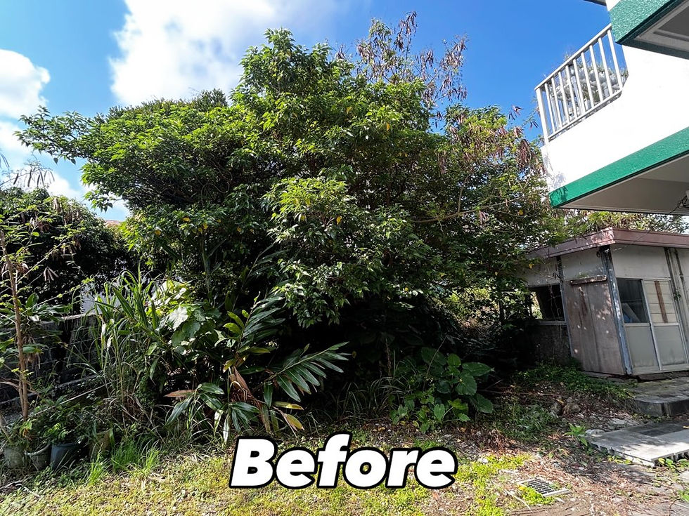 【沖縄】庭木の伐採|自宅庭の木々を安全に伐採しました🌳