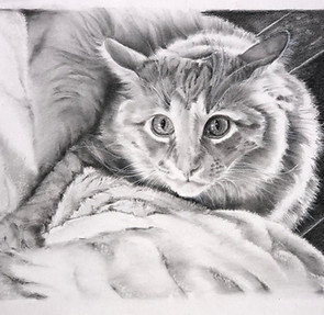 Toby Oliver - Pet Portrait