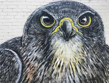 Kārearea+mural+at+the+entrance+to+the+carpark.+.webp