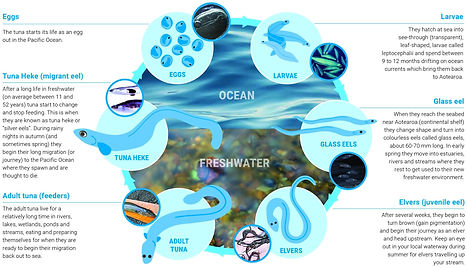 Tuna+lifecycle+spread.jpg