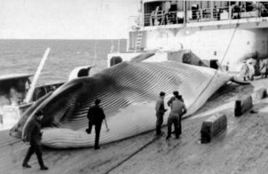 fin-whale-on-soviet-factory-ship.webp