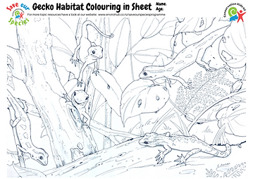 Gecko Colouring In Sheet .png
