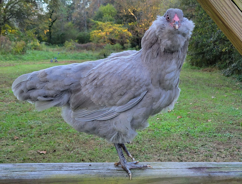 Lavender-Ameraucana-Hen (1)