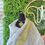 Thumbnail: DIDI DESIGN Chiffon Dress (Avocado Green) 