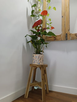Planta en maceta artesanal