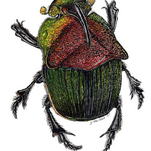 INSECT ART 3 | joemacgown_art