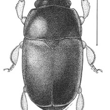 INSECT ART 2 | joemacgown_art