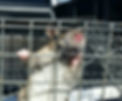 rat_edited.jpg