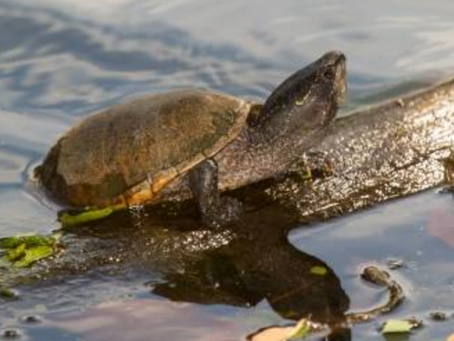 Turtles, Birches & Orioles