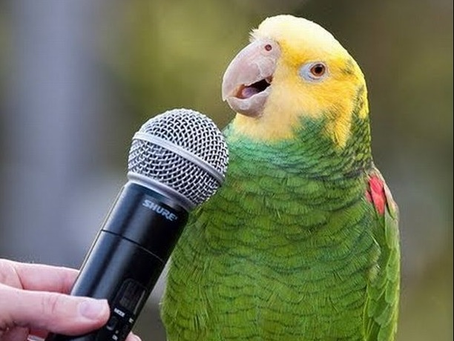 Talking parrots