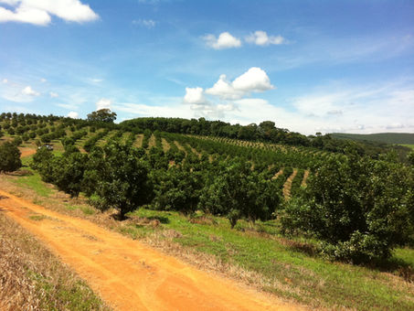 4 de setembro - Dia nacional da macadâmia
