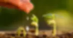 Mano vertiendo agua sobre plantas que crecen