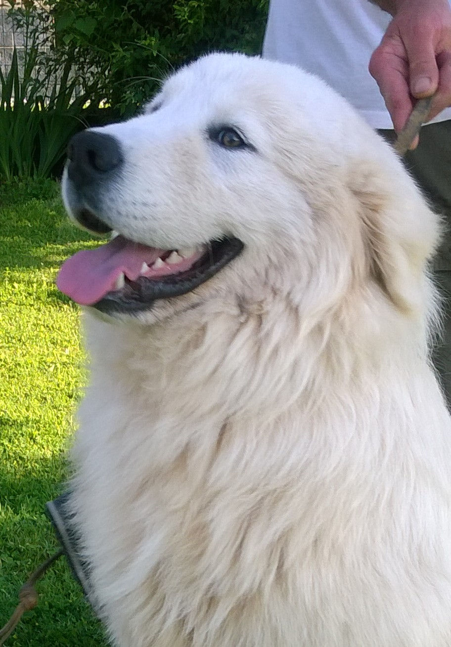 Duca Amedeo di Lucus Angitiae