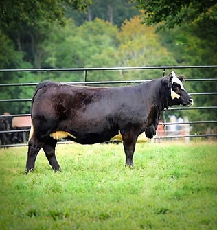 8DB5B9D3-973C-4DDA-AE39-2B5D5AF3CB1D_edi