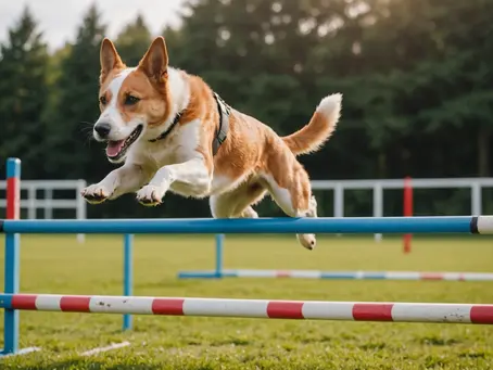 The Benefits of Dog Sports
