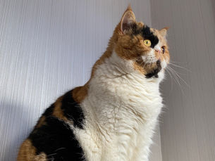 ピラティスって何ができるの?の巻