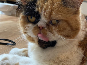 お食い初めしました!の巻