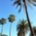 palm trees .jpg