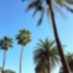 palm trees .jpg