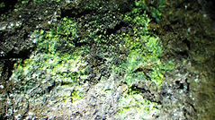 Ontario rock and mineral specimen - a vivid green indicating radioactivity