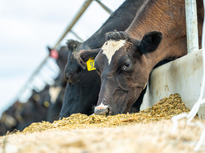 Dairy Cows on feed pad.
