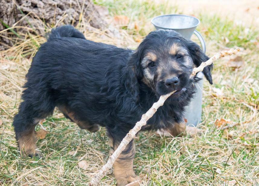 12-30-19 Blue Collar male 2-23-20_.jpg