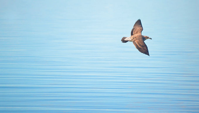 gull_titirangi_beach.jpg