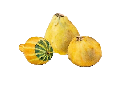 4888000_coloquinte_912_edited.png