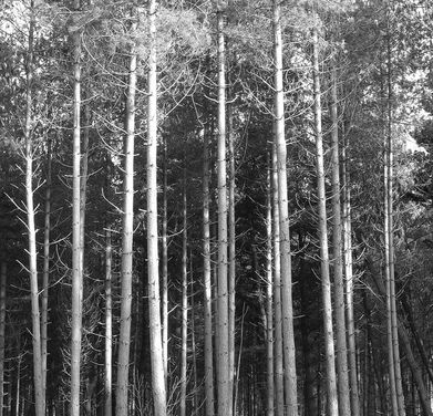 black and white photograph of Mamhead trees