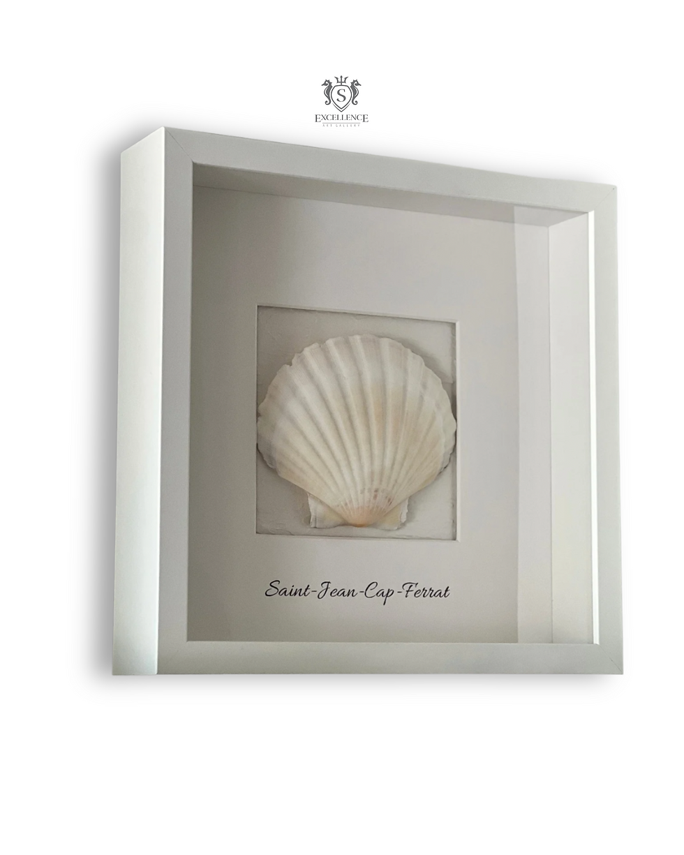 Coquille St Jacques shell encadrée, 27cm x 6cm x 27cm