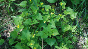 Love and Forgiveness