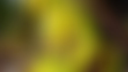 Exosomes, Pheromones, and the Placebo or Nocebo Effect. 