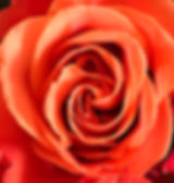 IMG_7294_edited.jpg