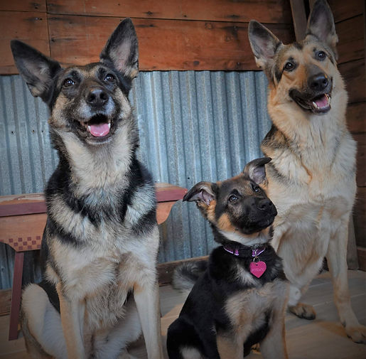 Three shepherds.jpeg