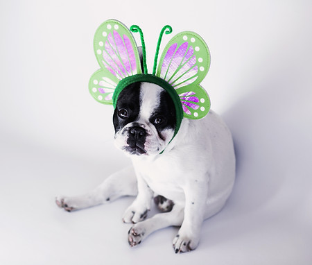 Dog Dressed as Butterfly