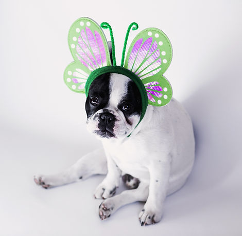 Dog Dressed as Butterfly