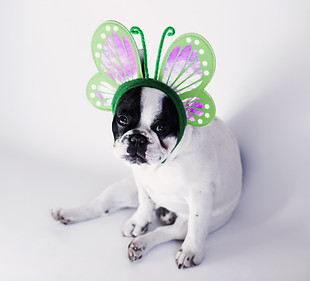 Dog Dressed as Butterfly