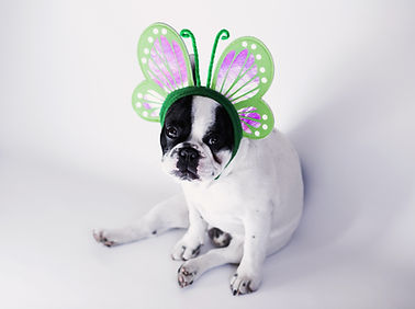 Dog In Butterfly Costume